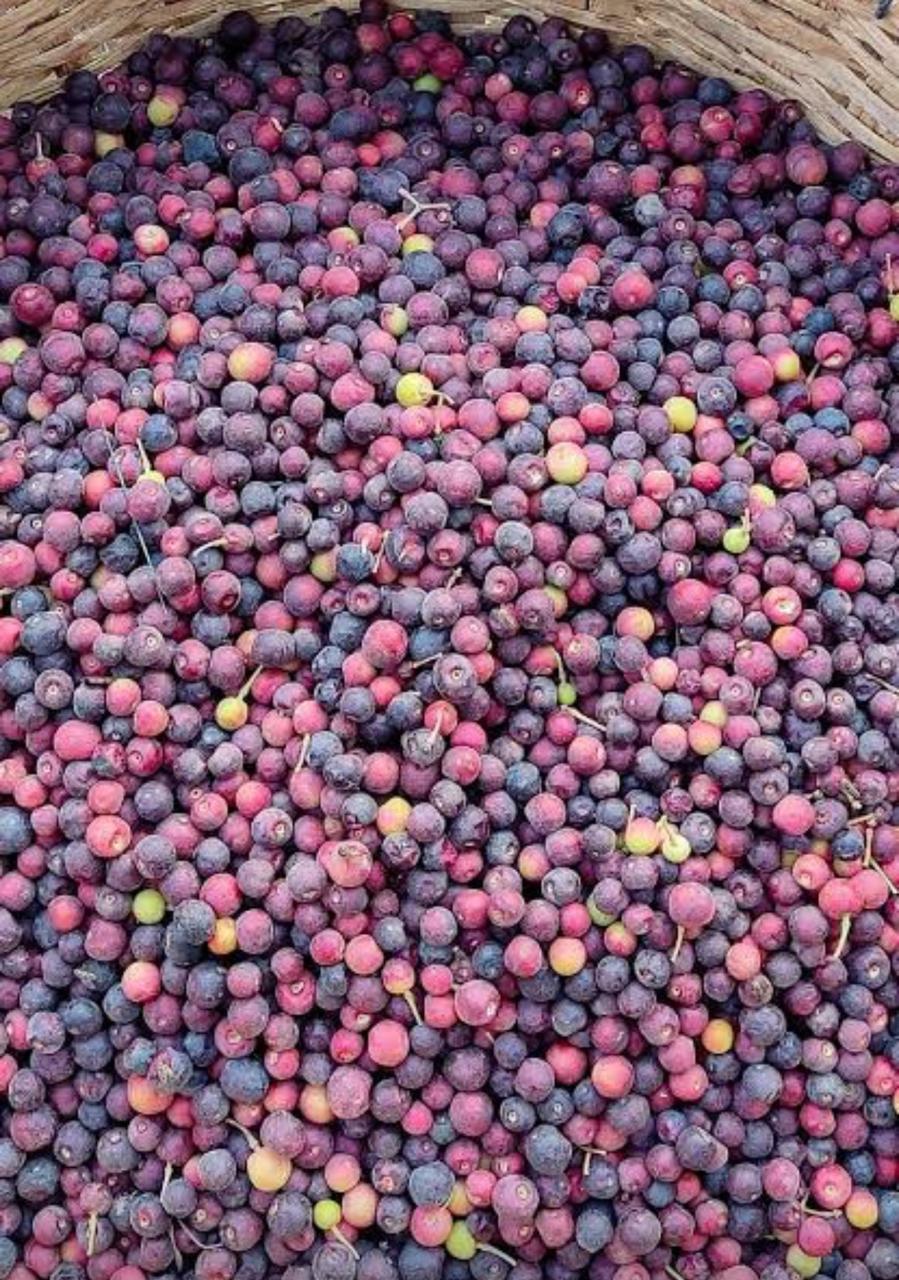 Falsa(250g)