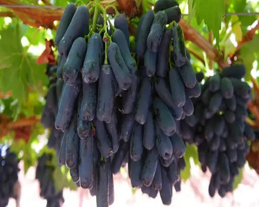 Australian Black Seedless Grapes(500g)